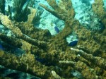 cieloestrellas reef36 (Custom) (Large).jpg